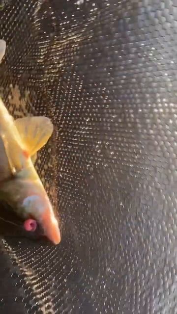 РЫБАЛКА НА СПИННИНГ. Поймал судака и щуку fishing fish spinnin