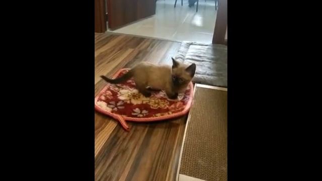 #SHORTS #МАНЧКИН КОТЕНОК ДОРОГА ДОМОЙ смотреть онлайн