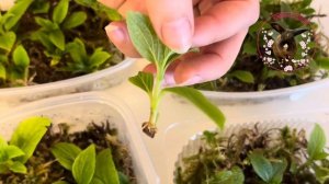 Черенкование гортензии зеленой почкой. При каких усло