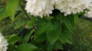 Гортензия  Меджикел Свит самер