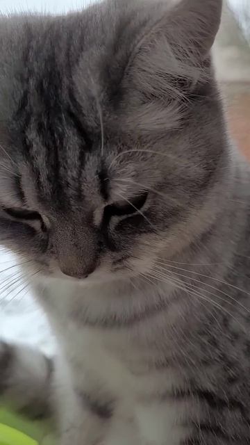 Весы сломались, привычка осталась смотреть онлайн