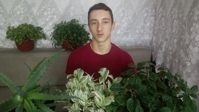 ТОП 5 САМЫХ НЕПРИХОТЛИВЫХ РАСТЕНИЙ ДЛЯ ДОМА смотреть онлайн