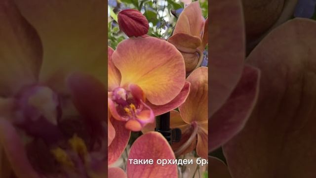 Цветонос из точки роста. Брать или не брать? #орхидеи #or смотреть онлайн
