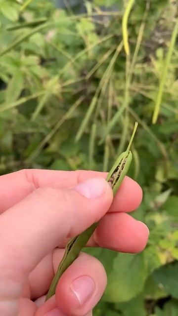 СВОИ СЕМЕНА ЦВЕТОВ смотреть онлайн