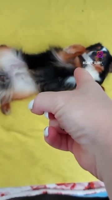 Астра - первая Той Аусси в России. Подробности в наших ? смотреть онлайн