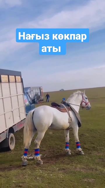 Нағыз көкпар аты #жылқы #ат #horse #лошади #at #kokpar смотреть онлайн