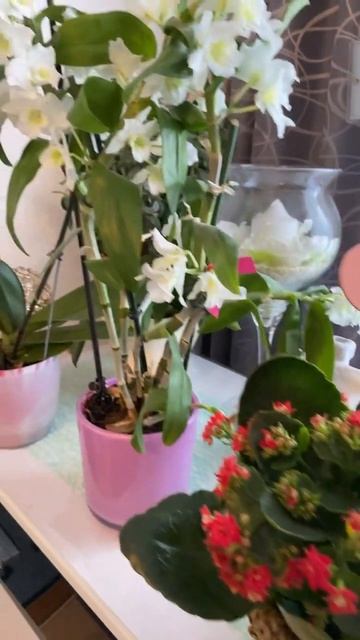 #schönheit #happy #nice #like #super #красиво #красота #цветы #flowers #blumena смотреть онлайн