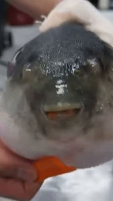 Рыба фугу ест морковь смотреть онлайн