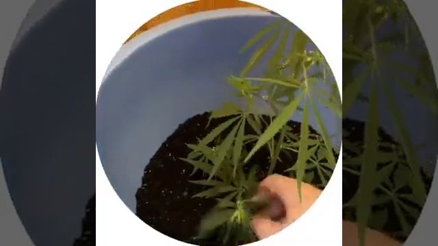 #приколы #рекомендации.Посадка цветов смотреть онлайн