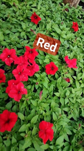 Красная петуния #тепличныйбизнес #цветочныйбизнес смотреть онлайн