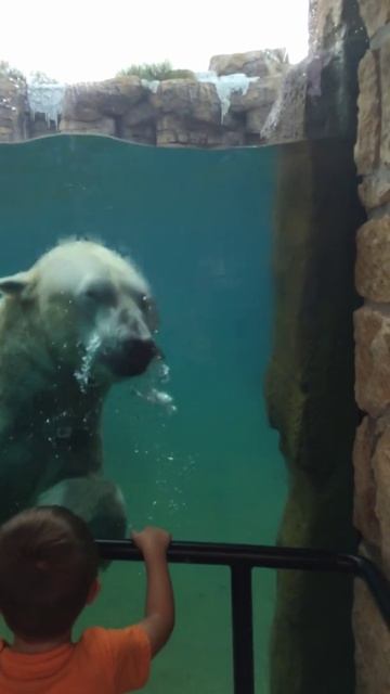 Белый мишка купается в бассейне в зоопарке смотреть онлайн