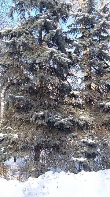 Голубые ели в снегу в парке 28-ми панфиловцев 26-ого Янва смотреть онлайн