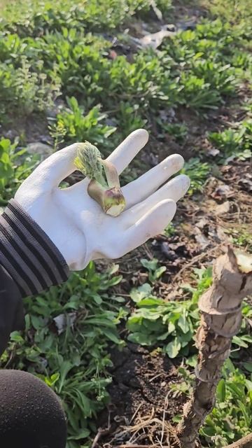 두릅 수확 | 두릅 따기 | Aralia Plata Harvest смотреть онлайн