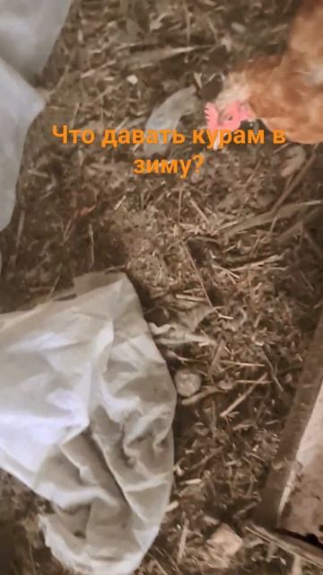 Что давать курам в зиму?