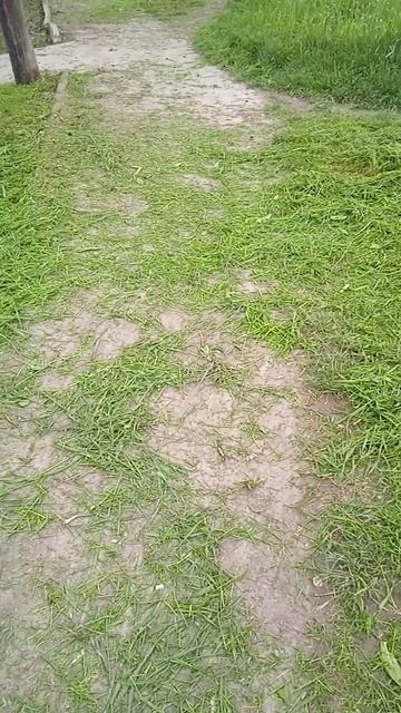 #shotrs Косят траву в Ставропольском крае. смотреть онлайн