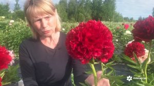 Недорогие пионы красно-малиново-бордовых цветов: Red char