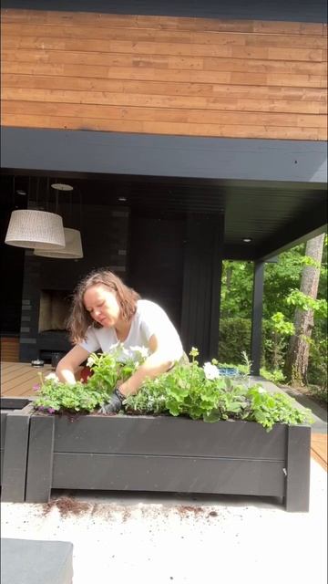 Озеленение солнечной веранды ☀️#озеленение #веранда