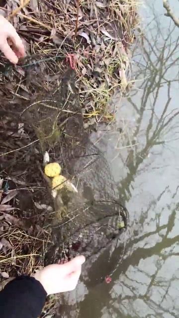 Рыбалка 2024! Проверяю верши в микро речке! смотреть онлайн