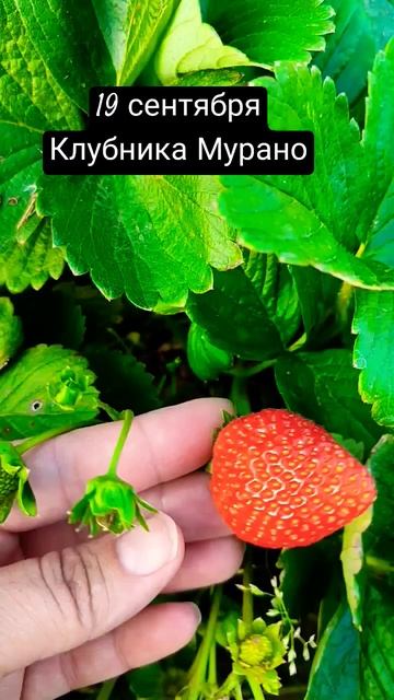 #клубника #огород #дача #мурано #осень #сентябрь #ягода # смотреть онлайн