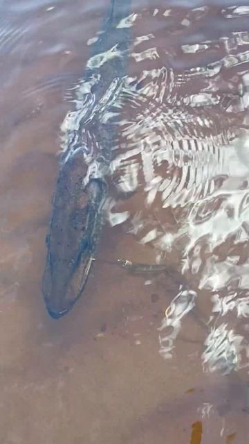 ЗАЧЁТНАЯ ЩУКА СЕГОДНЯ ПОПАЛАСЬ #shorts #fishing #рыбалка #озе? смотреть онлайн