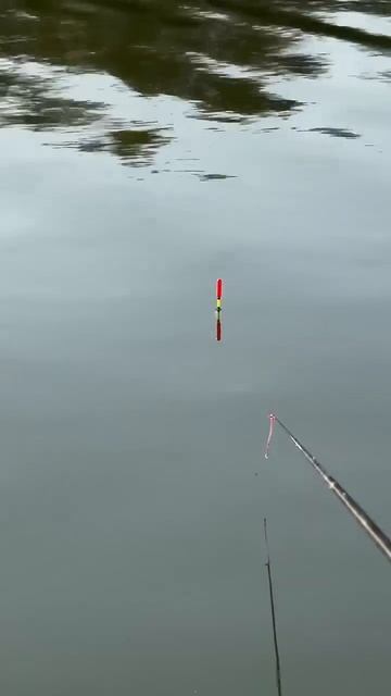 Good Fishing #baliqchi #carpfishing #baliq #fishing #рыбалка ловля сазана смотреть онлайн