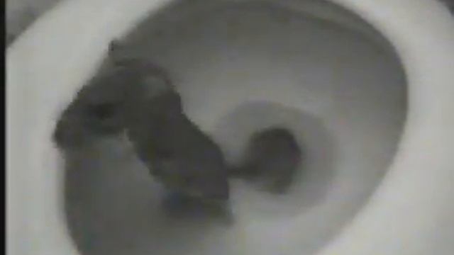 Приколы крыса из унитаза смотреть онлайн