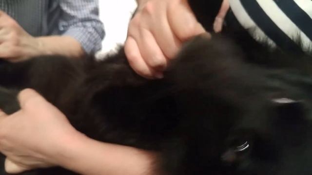 Стрижка когтей собакам. Правильно и безопасно. смотреть онлайн