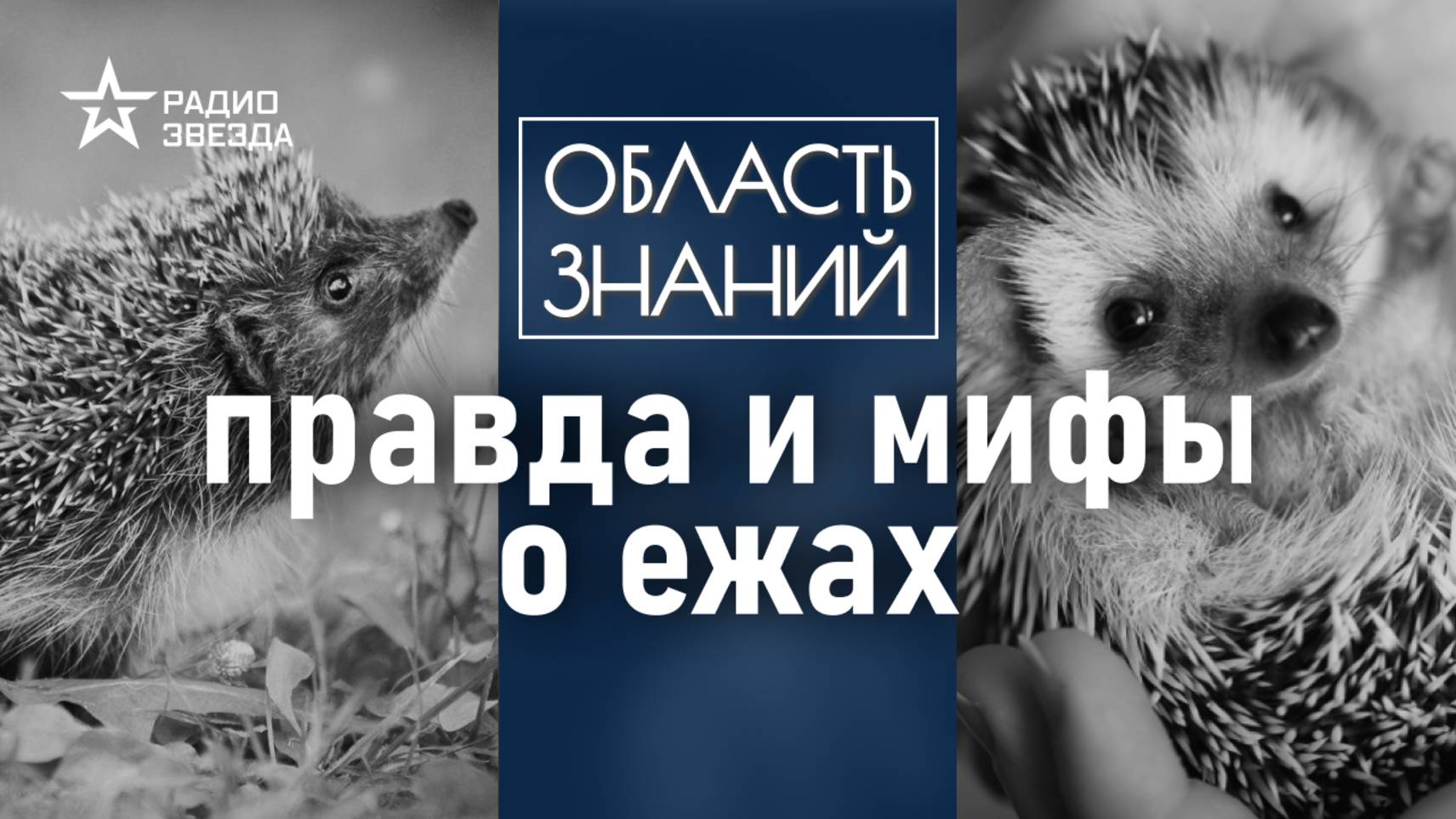 Чем опасен ёж для человека? Лекция биолога Натальи Носовой смотреть онлайн