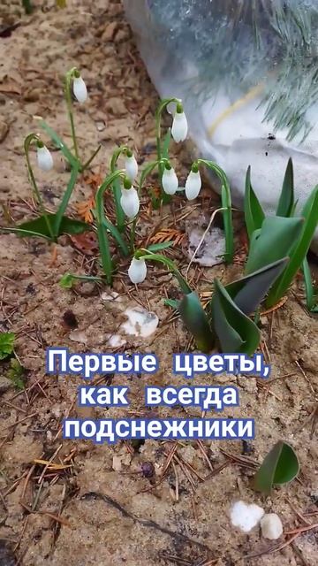 Подснежники( Galanthus) распустились на даче. смотреть онлайн