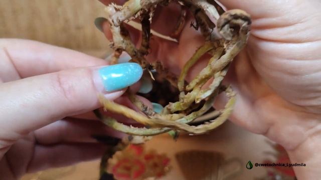 Отделяю детку от мамы фаленопсиса Sammer lady #orchid #орхидея смотреть онлайн