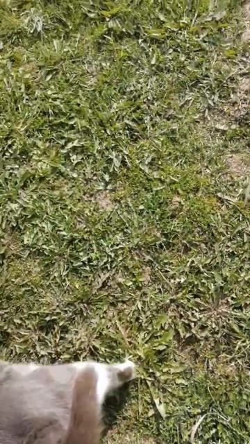 В доме, где есть кошка, других украшений не нужно. # смотреть онлайн