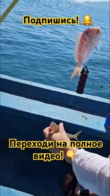 Атаки морского окуня! Подпишись! #рыбалка #fishing #рыбалк?