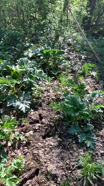 Борщевик молодой смотреть онлайн