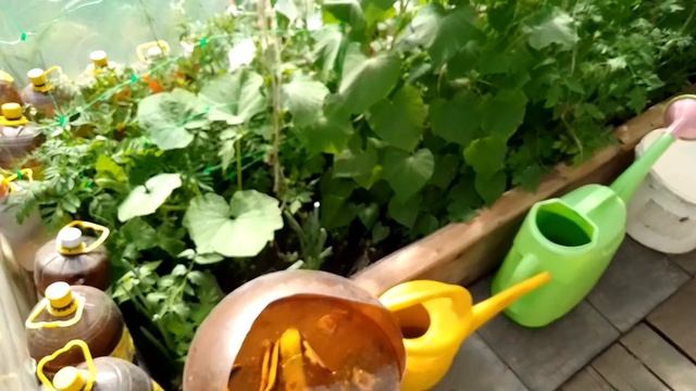 Как растут растения в теплице? смотреть онлайн