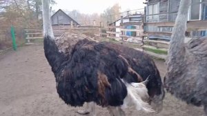 Содержание страусов в домашних условиях