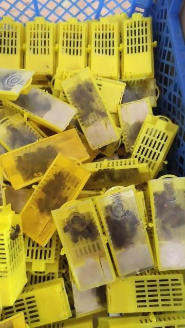 матки в наличии. отправка сегодня поезд адлер - красно? смотреть онлайн