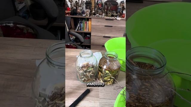 КОРА ОСИНЫ, ПОЧКИ ТОПОЛЯ И БЕРЁЗЫ смотреть онлайн