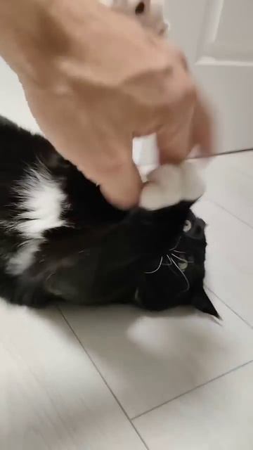 Я не только сплю и ем 😸 #dance #cat #funny #love смотреть онлайн