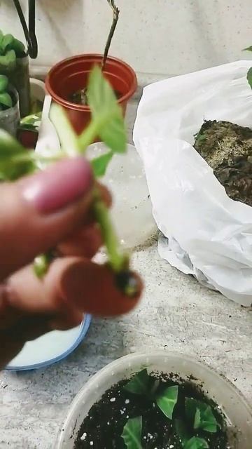 Черенкование гортензии Бесконечное лето весной, подр? смотреть онлайн