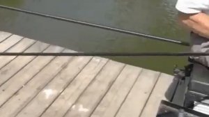 Как ловить карпа на платном водоеме