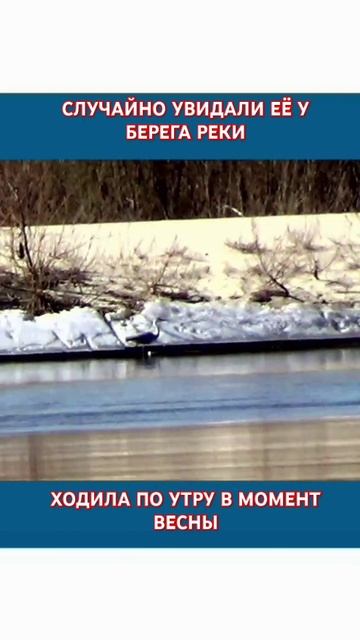 Ходила по утру в момент весны,у берега реки#мирптицвод