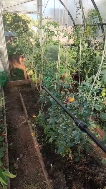 Обработка томатов и огурцов #eesti #garden #жизньвэстонии #о? смотреть онлайн