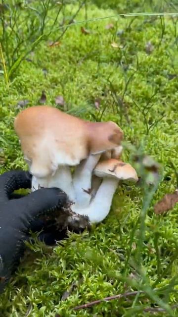 #shorts #грибы #гриб #mushroom #mushrooms#fungi #белыйгриб #боровик #бо? смотреть онлайн
