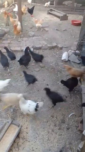 Побег из курятника 😁😁😁 смотреть онлайн