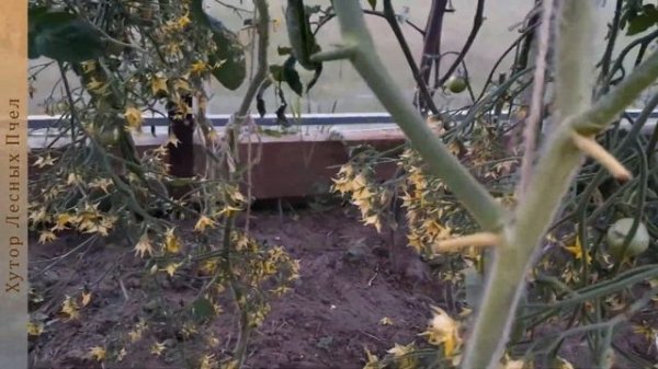 Томат Гераниум Кисс. Поцелуй Герани. Geranium Kiss (США).