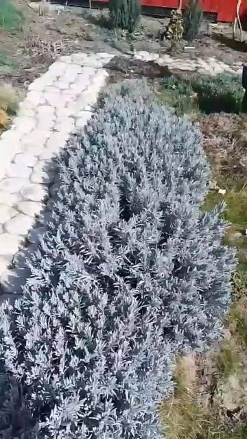 Обрезка лаванды весной#лаванда смотреть онлайн