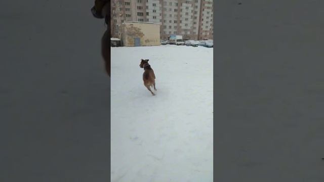Пошли гулять, а не есть ❄ #прайтерплуто смотреть онлайн