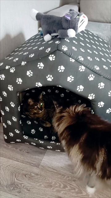 Был твой дом🏠, стал мой и точка #кошечки #cat #мейнкун смотреть онлайн