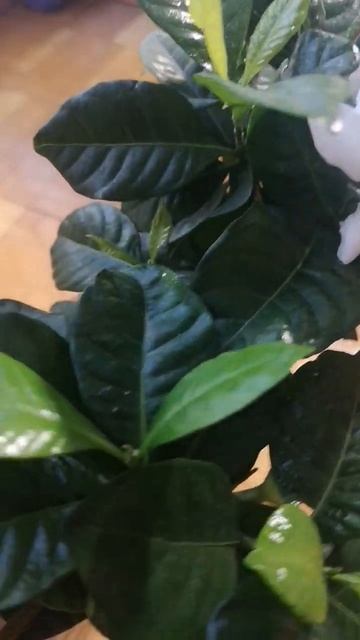 Моя цветущая красавица! смотреть онлайн