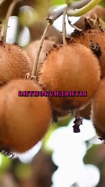 Что случится с вашим телом, если вы начнете есть киви к смотреть онлайн